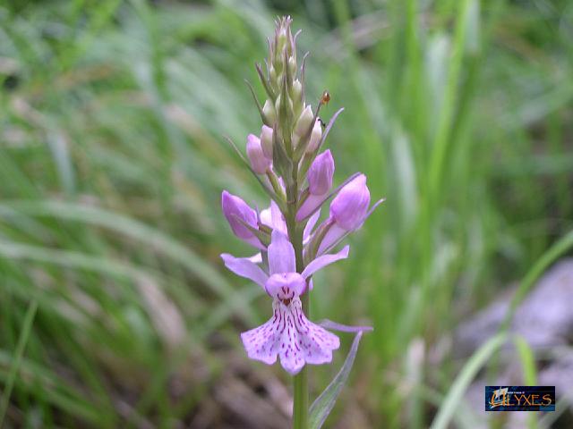 orchidea palmata.JPG